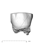 SK 43 Hominin LRP4 fragment 1 lingual