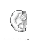SK 43 Hominin LRP4 fragment 1 occlusal