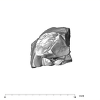 SK 43 Hominin LRP4 fragment 2 apical
