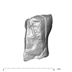 SK 43 Hominin LRP4 fragment 2 buccal