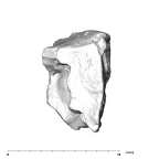 SK 43 Hominin LRP4 fragment 2 distal