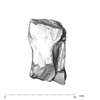 SK 43 Hominin LRP4 fragment 2 lingual