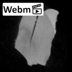 SK 43 Hominin LRP4 fragment 2 ct stack movie