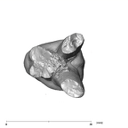 SK 44 Paranthropus robustus URP3 apical
