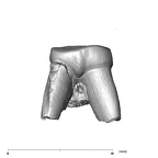 SK 44 Paranthropus robustus URP3 buccal