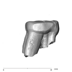 SK 44 Paranthropus robustus URP3 distal