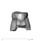 SK 44 Paranthropus robustus URP3 lingual