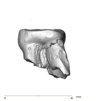 SK 44 Paranthropus robustus URP3 mesial