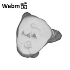 SK 44 Paranthropus robustus URP3 ply movie