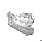 SK 45 Homo partial mandible buccal