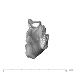 SK 45 Homo partial mandible distal