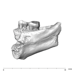 SK 45 Homo partial mandible lingual