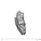 SK 45 Homo partial mandible mesial