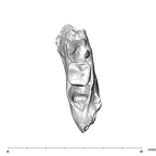 SK 45 Homo partial mandible occlusal