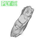 SK 45 Homo partial mandible ply