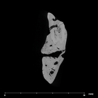 SK 45 Homo partial mandible dentition LRM1 internal