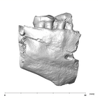 SK 45 Homo partial mandible dentition buccal