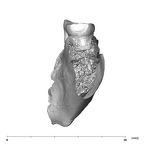 SK 45 Homo partial mandible dentition distal
