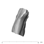 SK 45 Homo partial mandible dentition inferior