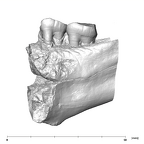 SK 45 Homo partial mandible dentition lingual