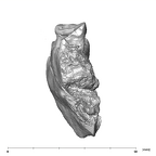 SK 45 Homo partial mandible dentition mesial