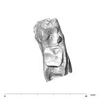 SK 45 Homo partial mandible dentition