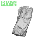 SK 45 Homo partial mandible dentition ply