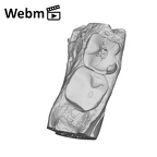 SK 45 Homo partial mandible dentition ply movie