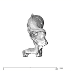 SK 46 P. robustus cranium