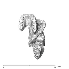 SK 46 Paranthropus robustus cranium inferior