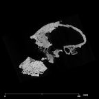 SK 46 Paranthropus robustus cranium internal