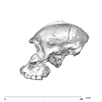 SK 46 Paranthropus robustus cranium lateral left