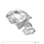 SK 46 Paranthropus robustus cranium lateral right
