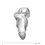 SK 46 Paranthropus robustus cranium superior