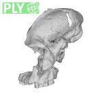 SK 46 Paranthropus robustus cranium ply