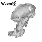SK 46 Paranthropus robustus cranium ply movie