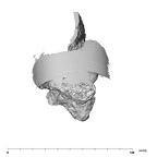 SK 46 Paranthropus robustus left temporal anterior
