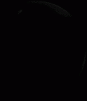 SK 46 Paranthropus robustus left temporal gif