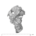 SK 46 Paranthropus robustus left temporal inferior
