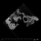 SK 46 Paranthropus robustus left temporal internal