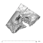 SK 46 Paranthropus robustus left temporal lateral