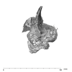 SK 46 Paranthropus robustus left temporal posterior