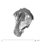 SK 46 Paranthropus robustus left temporal superior