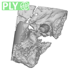 SK 46 Paranthropus robustus left temporal ply