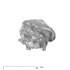 SK 47 Paranthropus robustus cranium anterior