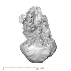 SK 47 Paranthropus robustus cranium inferior