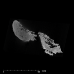 SK 47 Paranthropus robustus cranium internal