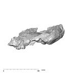SK 47 Paranthropus robustus cranium lateral left
