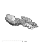 SK 47 Paranthropus robustus cranium lateral right