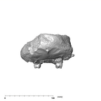 SK 47 Paranthropus robustus cranium posterior
